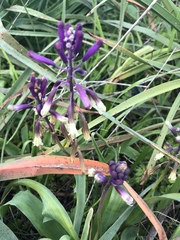 Bellevalia trifoliata