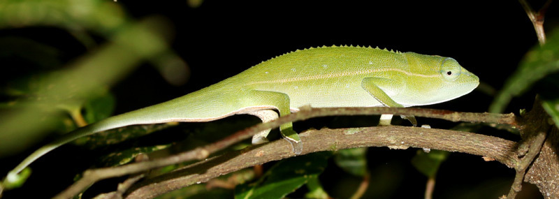 Guillaumet's Side-Striped Chameleon