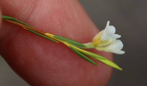 Image of Lachnaea capitata by (c) Tony Rebelo, some rights reserved (CC BY-SA)