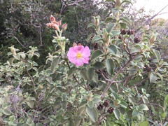 Cistus parviflorus