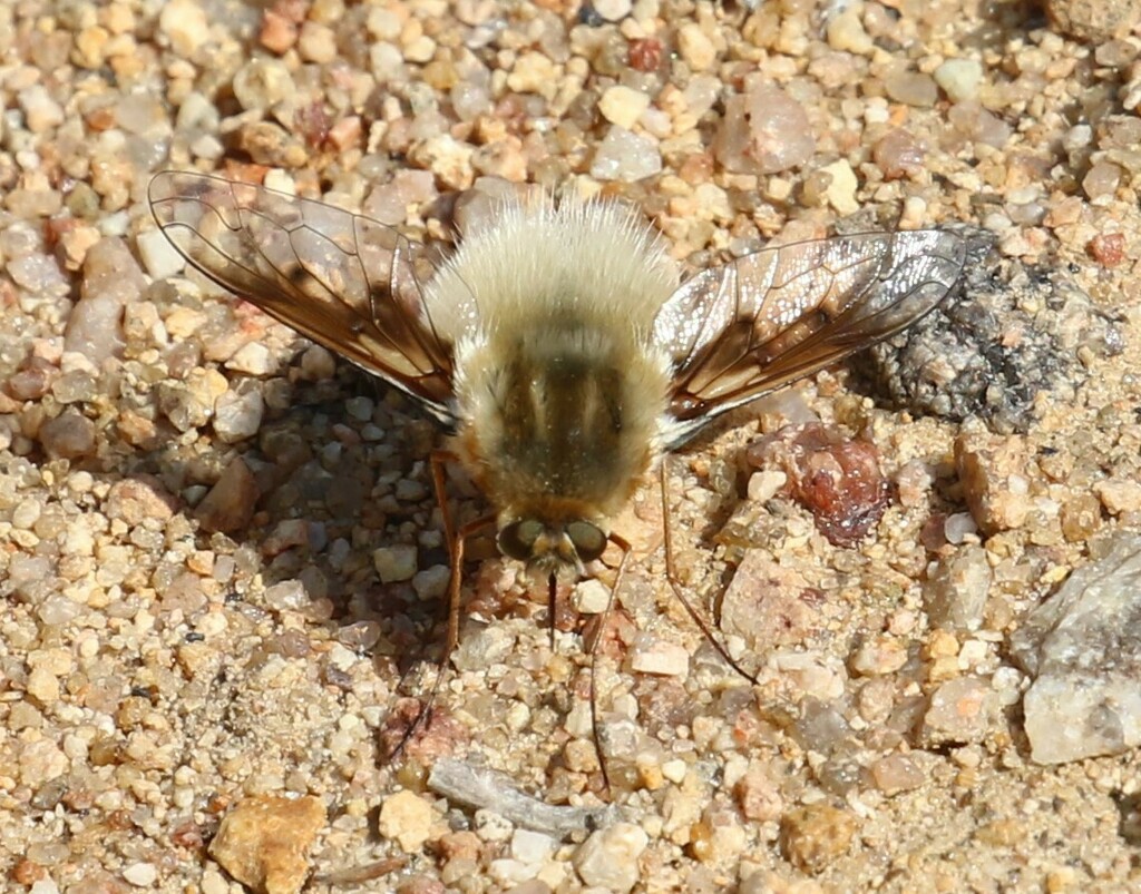 Australoechus hypoleucus