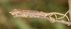 Furcifer rhinoceratus