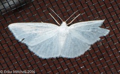 Lomographa vestaliata
