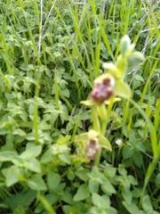 Ophrys umbilicata