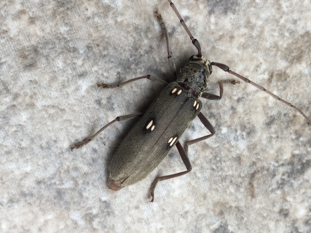 Susuacanga patruelis