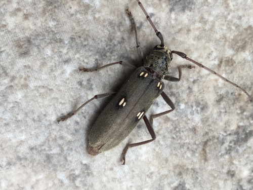 Susuacanga patruelis