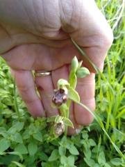 Ophrys umbilicata flavomarginata