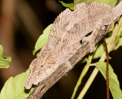 Furcifer rhinoceratus