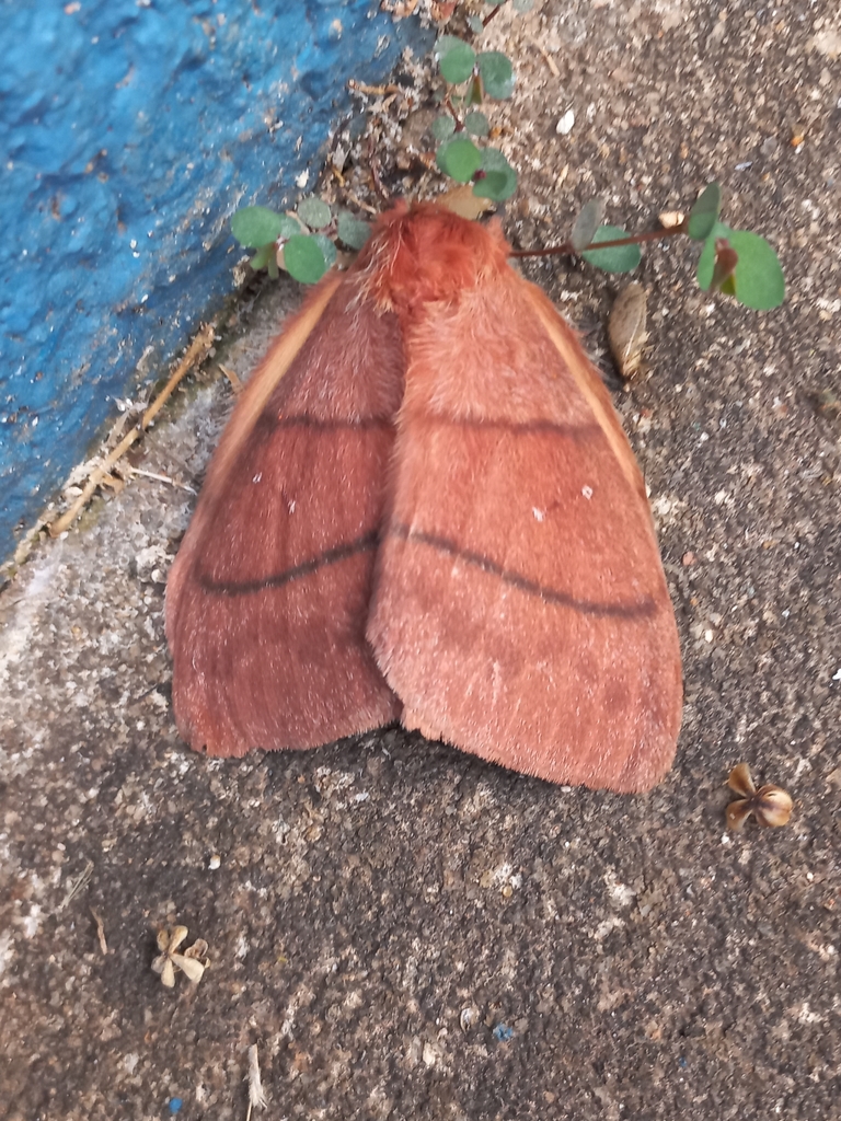 Mars Moth