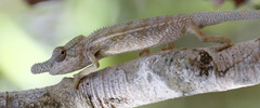 Furcifer rhinoceratus