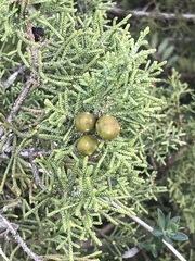 Juniperus phoenicea