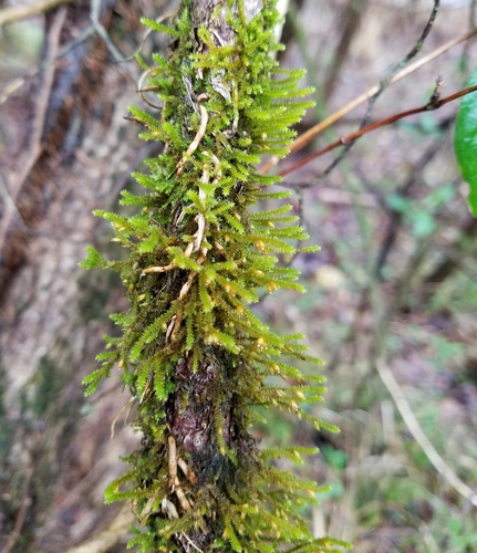 Cryphaea glomerata