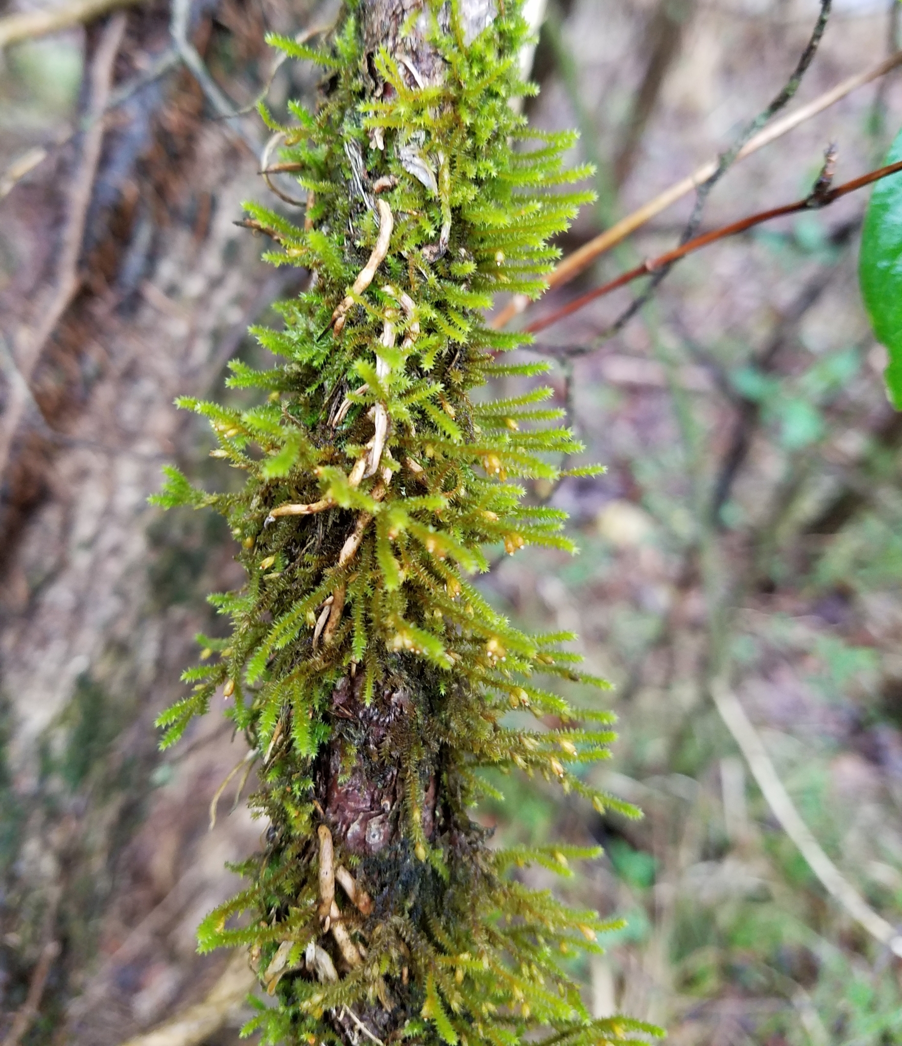 Cryphaea glomerata