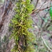 Cryphaea glomerata - Photo (c) karenandphillip, some rights reserved (CC BY-NC)