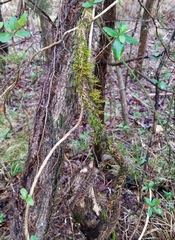 Cryphaea glomerata