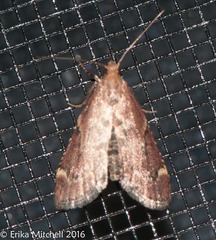 Hypsopygia intermedialis