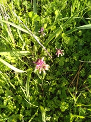 Bellevalia trifoliata