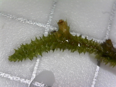 Cryphaea glomerata