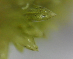 Cryphaea glomerata