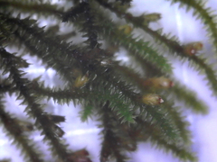 Cryphaea glomerata
