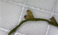 Cryphaea glomerata