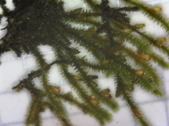 Cryphaea glomerata