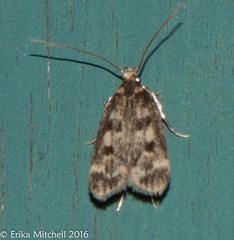 Martyringa latipennis