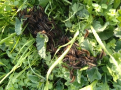 Ocnogyna clathrata