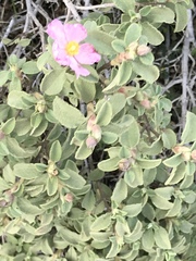 Cistus parviflorus