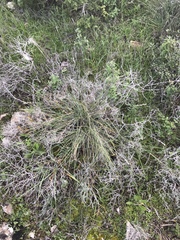 Dactylis glomerata hispanica