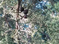 Juniperus phoenicea