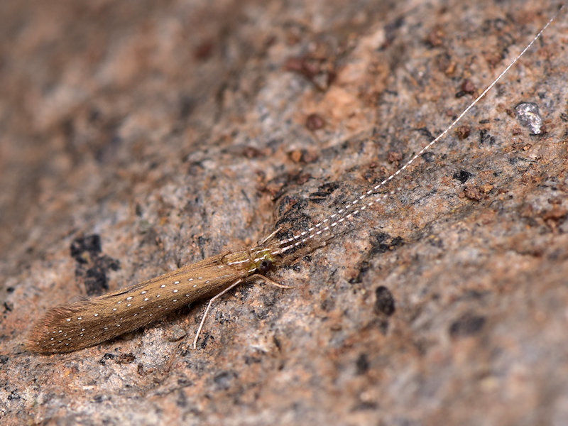 Setodes