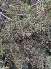 Juniperus phoenicea