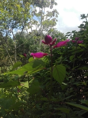 Salvia involucrata