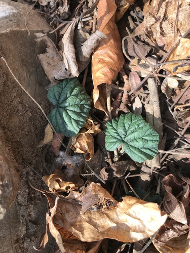Dorstenia cayapia
