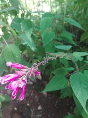 Salvia involucrata
