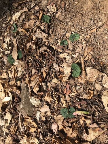 Dorstenia cayapia