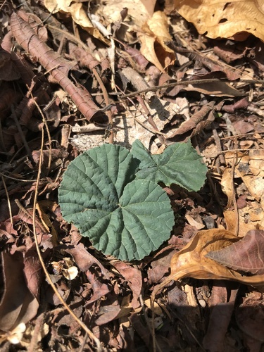 Dorstenia cayapia