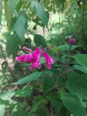 Salvia involucrata