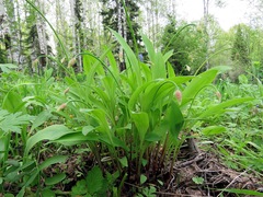 Allium microdictyon