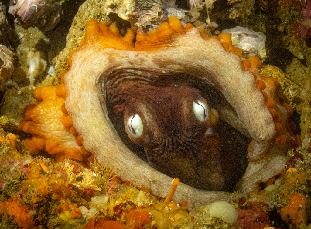 Common Sydney Octopus from South Pacific Ocean, Northland, NZ on September 17, 2023 at 0902 AM