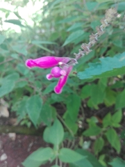 Salvia involucrata
