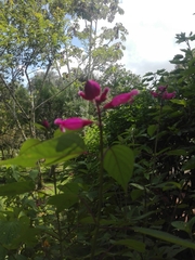 Salvia involucrata