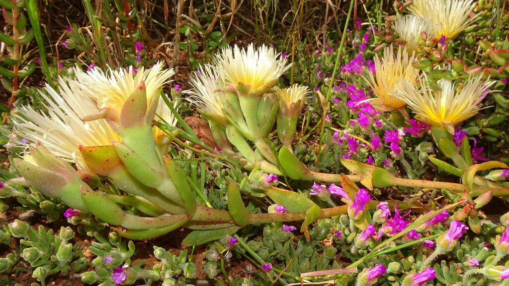 Mesembryanthemum varians, Worcester, 6850, South Africa