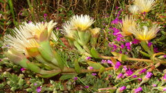 Mesembryanthemum varians