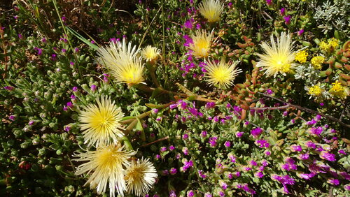 Image of Mesembryanthemum varians by (c) Paul Emms, some rights reserved (CC BY-SA)