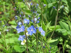 Veronica krylovii