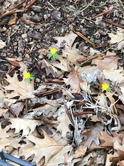 Eranthis hyemalis