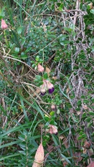 Brachyotum strigosum