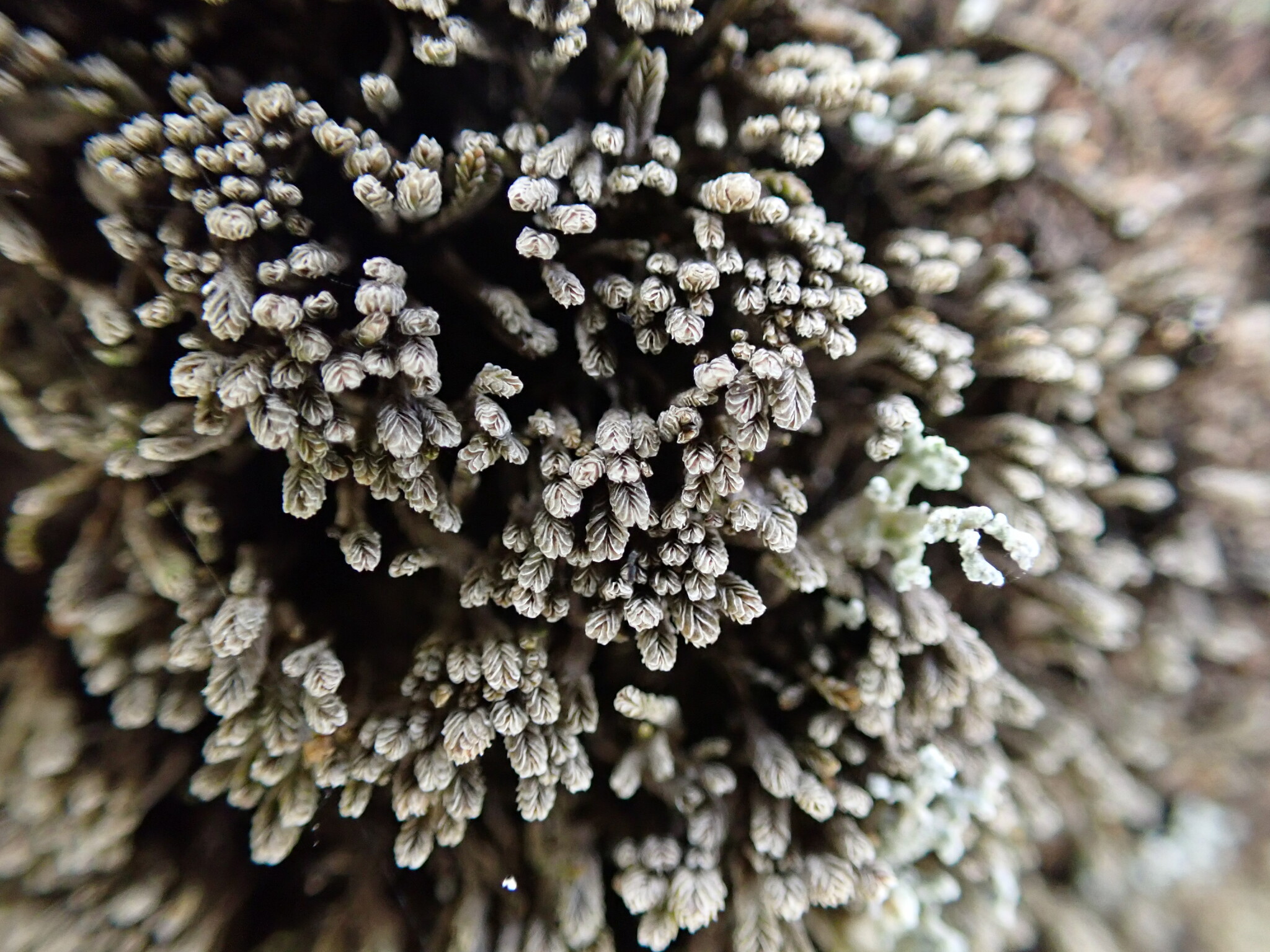Gymnomitrion obtusum